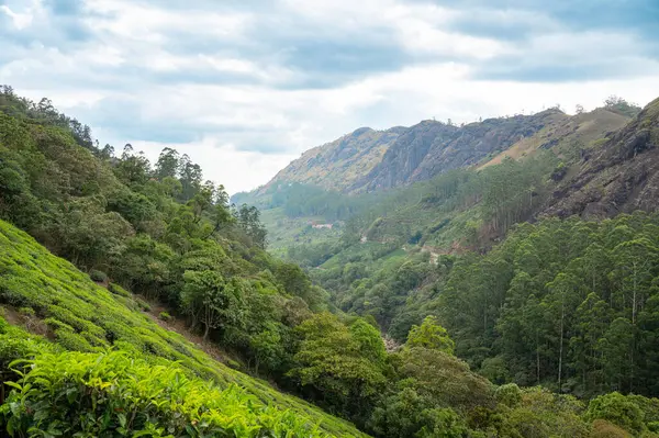Güney Hindistan, Munnar 'da çay tarlası ve ormanı olan bir vadi, Kerala' da tarlaları olan bir manzara, Nilgiri tepeleri, Kamelya Sansis tarımı