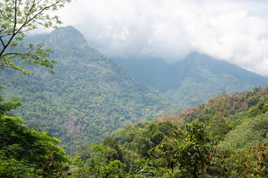 Ooty Coimbatore, Güney Hindistan yakınlarındaki manzara, yemyeşil orman, Tamil Nadu 'nun Nilgiri tepeleri, ağaçlı ve bitkili dağlar, Asya' da seyahat yeri.