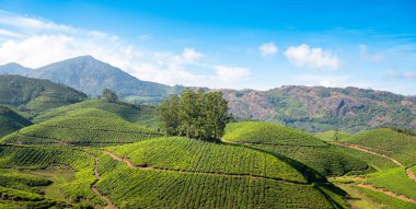 Munnar, Güney Hindistan 'daki çay tarlaları, Kerala, Nilgiri tepelerindeki tarlaları, Kamelya Sansis bitkisinin tarımı.