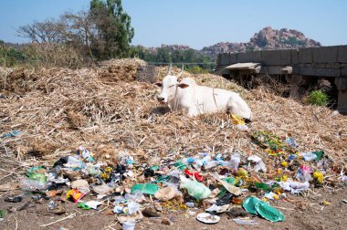 Zubu boğası, sürtünen sığırlar, Bos indicus Hampi, Hindistan 'da bir çöplükte oturuyor, atık ve kirlilik, çevre sohbeti