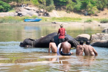 Hint fili Hampi, Karnataka 'daki Tungabhadra nehrinde banyo yapıyor, adam hayvanı sabunla yıkıyor, turist kalabalığı, 16.03.2025