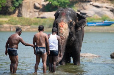 Hint fili Hampi 'deki Tungabhadra nehrinde banyo yapıyor, Hindistan' daki Karnataka, hayvanlı adam, 16.03.2025