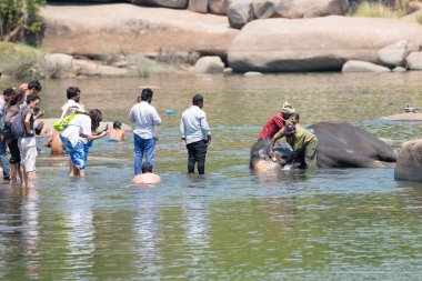 Hint fili Hampi, Karnataka 'daki Tungabhadra nehrinde banyo yapıyor, adam hayvanı sabunla yıkıyor, turist kalabalığı, 16.03.2025