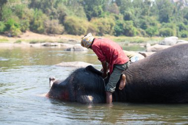 Hint fili Hampi, Karnataka 'daki Tungabhadra nehrinde banyo yapıyor, adam hayvanı sabunla yıkıyor, 16.03.2025