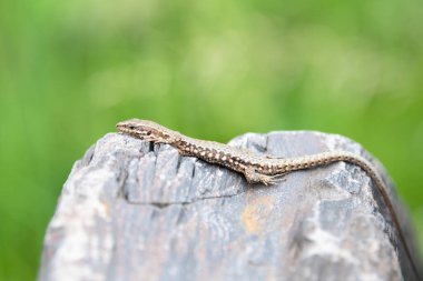 Tahta taşın üzerindeki ortak duvar kertenkelesi, Podarci duvar resmi, Kuzey Avrupa ve Kuzey Amerika 'da yaşayan sürüngen, vahşi yaşam Moselle vadisi