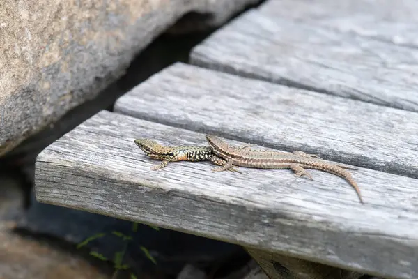 Ahşap üzerine ortak duvar kertenkelesi, Podarci duvar resmi, Kuzey Avrupa ve Kuzey Amerika 'da yaşayan sürüngen, vahşi yaşam Moselle vadisi