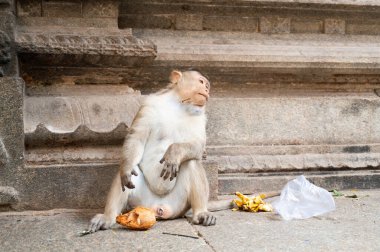 Barbar maymun, sineklerin solucanlarıyla istila ettiği rhesus maymunu, parazit enfeksiyonları, sıtma paraziti, Hindistan 'ın vahşi yaşamı.
