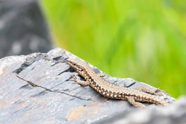Tahta taşın üzerindeki ortak duvar kertenkelesi, Podarci duvar resmi, Kuzey Avrupa ve Kuzey Amerika 'da yaşayan sürüngen, vahşi yaşam Moselle vadisi