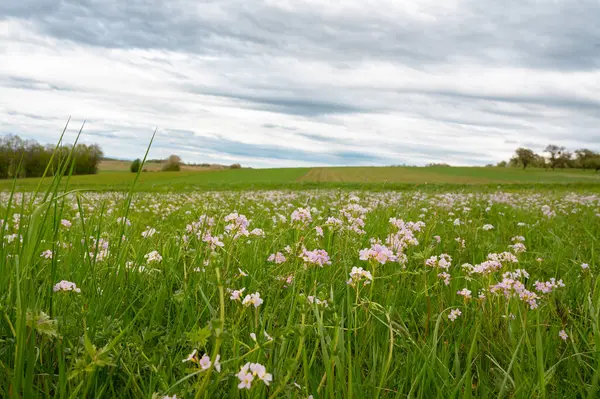 Çayırda yetişen yabani guguk kuşu yazın açan Cardamine pratensis çiçekleri, mayflower veya sütçü kızların tarlaları, mavi gökyüzü.