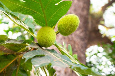 Ekmek ağacı, Artocarpus altilis, Jackfruit ailesi, Hindistan 'da tropikal meyve, gıda ekimi ve hasat