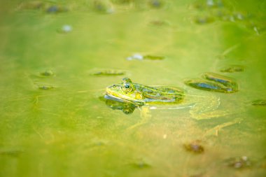 Gölette yaygın su yeşili kurbağa, doğal çevre, amfibi yerleşimci sulak arazi, Hylarana eritraea