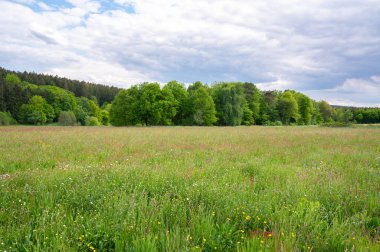 Çayırda yetişen yabani düğün çiçekleri, baharda sarı renkli Ranunculus çiçekleri, çiçek açan düğün çiçekleri, orman ve mavi gökyüzü.