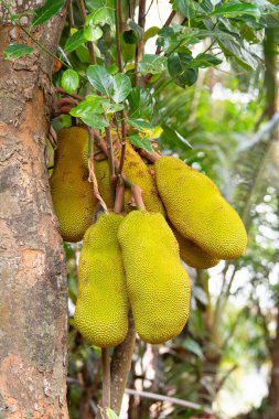 Ağaçta yetişen yeşil kiraz ya da nangka Hindistan 'da tropikal meyve, gıda ekimi ve hasat.