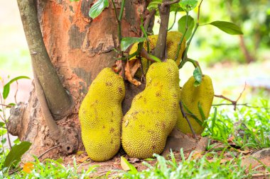 Ağaçta yetişen yeşil kiraz ya da nangka Hindistan 'da tropikal meyve, gıda ekimi ve hasat.