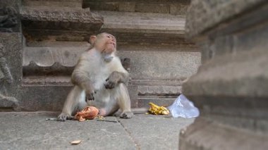 Barbar maymun, sineklerin solucanlarıyla istila ettiği rhesus maymunu, parazit enfeksiyonları, sıtma paraziti, Hindistan 'ın vahşi yaşamı.