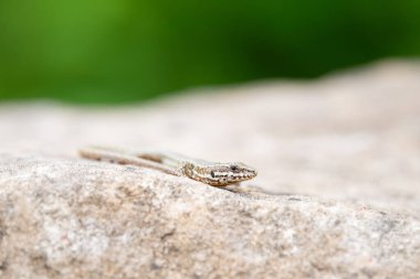 Tahta taşın üzerindeki ortak duvar kertenkelesi, Podarci duvar resmi, Kuzey Avrupa ve Kuzey Amerika 'da yaşayan sürüngen, vahşi yaşam Moselle vadisi 