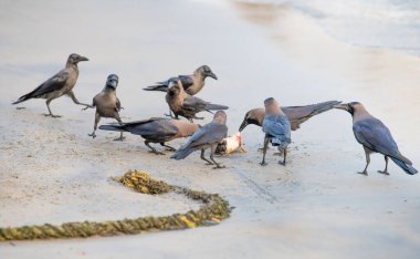 Kara kuzgun ya da karga kumsalda ölü bir kedi yiyor, leş yiyor, hayvan davranışları var.