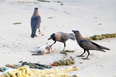 Kara kuzgun ya da karga kumsalda ölü bir kedi yiyor, leş yiyor, hayvan davranışları var.