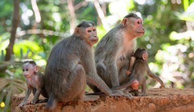 Barbar maymun, maymun maymunu, Hindistan 'ın tropik ormanlarında bebeği olan maymun ailesi, vahşi yaşam yağmur ormanları hayvanı, bağ ve ilişki. 