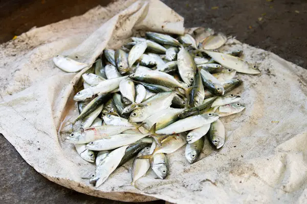Sarı bantlı trevally balığı veya sarı çizgili scad uskumru, market tezgahı, taze yakalanan deniz ürünleri, Kochi, Hindistan, balıkçılık endüstrisi, Arap Denizi, Selaroides leptolepis