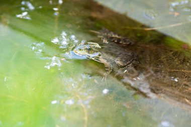 Gölette yaygın su yeşili kurbağa, doğal çevre, amfibi yerleşimci sulak arazi, Hylarana eritraea