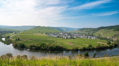 Trittenheim, Moselle Vadisi. Nehir, hava manzaralı, sarmaşıkta yetişen şarap, üzüm bağı manzarası ve Almanya 'da tarım.