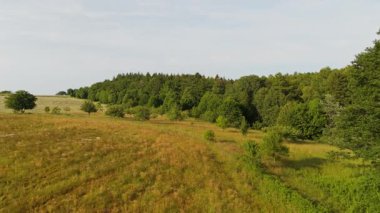 Yazın çayır, tarla ve orman, yeşil ağaçlar, Almanya 'da manzara, çiçek açan doğa, hava manzarası, çevre ve ekosistem