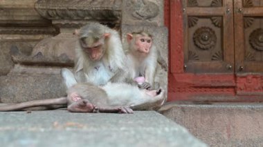 Barbar maymun, rakun maymunu birbirlerinden bit topluyor, Hampi Hindistan 'ın vahşi yaşamı, ormanda ve yağmur ormanlarında yaşayan hayvanlar.