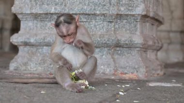 Barbar maymun, çiçek yiyen rhesus maymunu, Hampi Hindistan 'ın vahşi yaşamı, ormanda ve yağmur ormanlarında yaşayan hayvan.