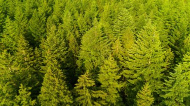 Orman havası, kozalaklı ağaçlar, iklim değişikliği, küresel ısınma, ekosistem ortamı, dünyanın yeşil akciğeri, yaz sıcağında kuru sarı iğneler. 