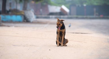 Evsiz sokak köpeği, yolun ortasında oturan doberman, terk edilmiş, başıboş bir hayvan, tatil döneminde hayvan terk etme, sosyal yardım sorunu.