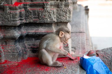 Rhesus maymunu, arsız barbar maymun plastik torbada kırmızı holi tozu, Hindistan 'da vahşi yaşam ve kentsel çevre çatışması, şehirde hayvan