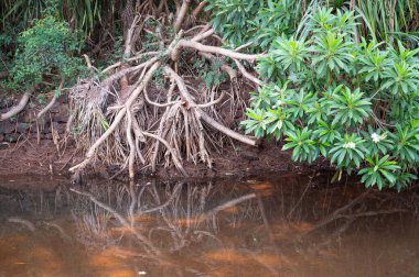 Rhizophora kızıl mangrov, kıyı, estuarin ekosistemi, Hindistan kıyıları, mangrovlar, muson ve yağmur ormanları, sığ su ağacı
