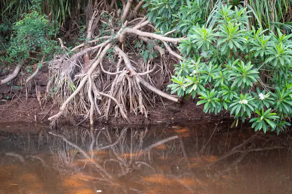 Rhizophora kızıl mangrov, kıyı, estuarin ekosistemi, Hindistan kıyıları, mangrovlar, muson ve yağmur ormanları, sığ su ağacı