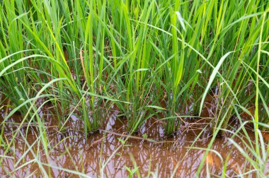 Hindistan 'ın kırsal kesimlerindeki pirinç tarlaları, sudaki bitkiler, tarım ekinleri, Asya' da yetiştirilen gıda kaynakları.
