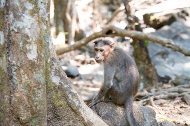 Barbar maymun, ağaç altında oturan rhesus maymunu, Goa Hindistan 'ın vahşi yaşamı, orman ve yağmur ormanları hayvanı. 