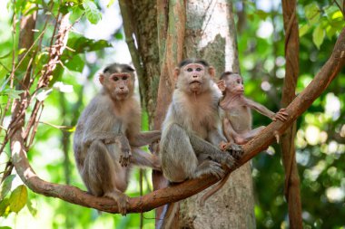 Hindistan 'ın tropikal ormanlarındaki ağaç dalında oturan maymun, rhesus maymunu ailesi, vahşi yaşam yağmur ormanları. 