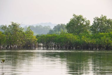 Hindistan kıyılarındaki mangrovlar, Rhizophora kızıl mangrov ormanlarını, kıyı ekosistemini, muson ve yağmur ormanlarını, sığ su ağaçlarını ezer.