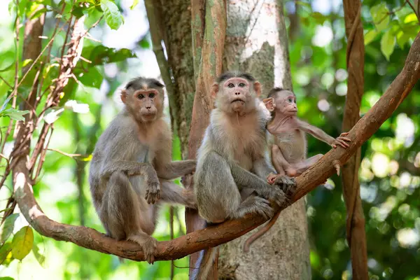 Hindistan 'ın tropikal ormanlarındaki ağaç dalında oturan maymun, rhesus maymunu ailesi, vahşi yaşam yağmur ormanları. 