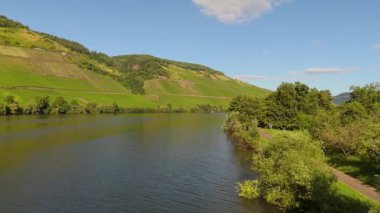 Moselle nehir vadisi, hava manzarası, sarmaşıkta yetişen şarap, Almanya 'da üzüm bağı manzarası ve tarım.