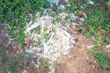 Ölü bir kuşun beyaz tüyleri, bir çiftlikte avlanıyor, bir tilki, sokak kedisi, şahin veya şahin tarafından öldürülüyor. 