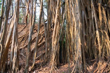 Ficus benghalensis, banyan inciri, Hindistan 'daki mangrovlar, tropik yeşil ağaç, büyük tepe örtüsü örtüsü, hava kökleri, muson ve yağmur ormanları.