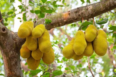 Ağaçta yetişen yeşil kiraz ya da nangka Hindistan 'da tropikal meyve, gıda ekimi ve hasat.