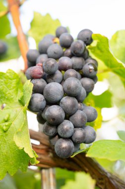 Mavi Pinot Noir üzüm üzümleri üzüm bağlarında yetişiyor Trier 'de, Moselle Vadisi' nde, Almanya 'da, manzara ve tarım