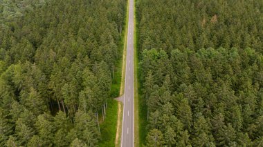 Ormanda yol, hava manzarası, kozalaklı kozalaklı ağaçlar, iklim değişikliği, küresel ısınma, ekosistem ortamı, dünyanın yeşil akciğeri, sera salınımı