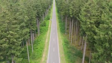 Ormanda yol, hava manzarası, kozalaklı kozalaklı ağaçlar, iklim değişikliği, küresel ısınma, ekosistem ortamı, dünyanın yeşil akciğeri, sera salınımı