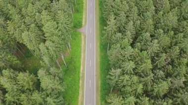 Ormanda yol, hava manzarası, kozalaklı kozalaklı ağaçlar, iklim değişikliği, küresel ısınma, ekosistem ortamı, dünyanın yeşil akciğeri, sera salınımı