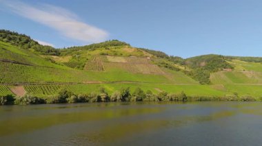 Moselle nehir vadisi, hava manzarası, sarmaşıkta yetişen şarap, Almanya 'da üzüm bağı manzarası ve tarım.