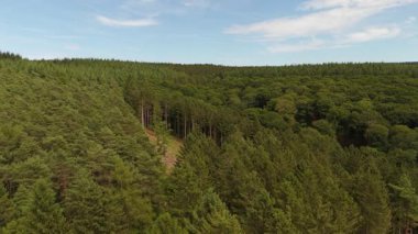 Orman, hava manzarası, kozalaklı kozalaklı ağaçlar, iklim değişikliği, küresel ısınma, ekosistem ortamı, dünyanın yeşil akciğeri, sera salınımı