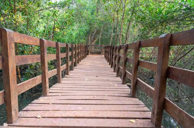 Tahta köprü, Hindistan 'daki mangrovlar, Rhizophora kızıl mangrov ormanı, kıyı ekosistemi, muson ve yağmur ormanları bitki örtüsü, sığ su 